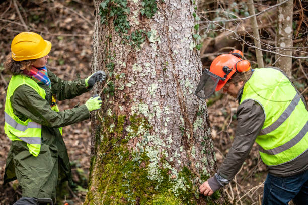 How Our Tree Care Process Works  in  Mayfair, CA