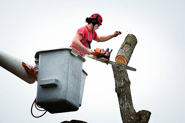 Professional Tree Care in Mayfair, CA